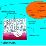 ¿Cómo ayuda la síntesis de melanina por los melanocitos?