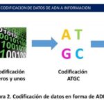 ¿Cómo codifica la información el ADN?