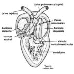 ¿Cómo funciona el sistema circulatorio de una rana?