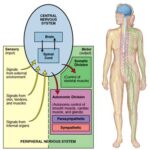 ¿Cómo funciona el sistema nervioso con otros sistemas?