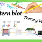 ¿Cómo funciona el Western Blot?