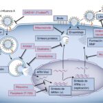¿Cómo funcionan los inhibidores de la neuraminidasa?