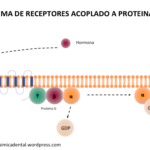 ¿Cómo funcionan los receptores acoplados a la proteína G?
