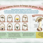Cómo identificar hongos venenosos Ciencia