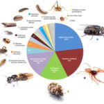 Cómo identificar insectos en casa Ciencia