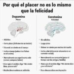 ¿Cómo influyen los neurotransmisores en el comportamiento?