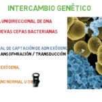 ¿Cómo intercambian información genética las bacterias?