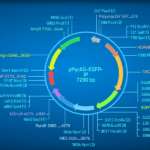 Cómo leer un mapa de plásmidos Ciencia