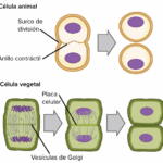 ¿Cómo prepara la interfase a una célula para dividirse?