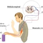¿Cómo recibe el cerebro la información del receptor?