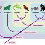 ¿Cómo revela un cladograma las relaciones evolutivas?