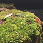 ¿Cómo se adapta el musgo a su entorno?