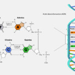 ¿Cómo se aparean los nucleótidos en el ADN?