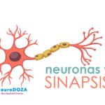 ¿Cómo se comunican las neuronas entre sí?