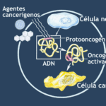 ¿Cómo se convierten los protoncogenes en oncogenes?