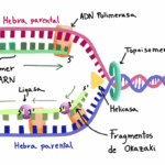 ¿Cómo se desenrolla el ADN y permanece desenrollado?