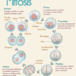 ¿Cómo se forman los tejidos y órganos a partir de la mitosis?