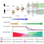 ¿Cómo se relacionan los genes del efecto materno con los genes de polaridad del óvulo?