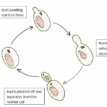 ¿Cómo se reproduce la levadura?