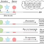 ¿Cómo se unen los factores de transcripción al ADN?
