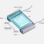 ¿Cómo separa la electroforesis en gel los fragmentos de ADN?
