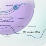 ¿Cómo transporta la molécula de ARNm la información del ADN?
