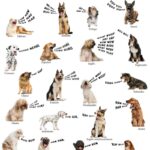 Cómo usar la onomatopeya Idiomas