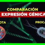 Comparar y contrastar la expresión génica procariota y eucariota Ciencia