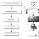 ¿Cuál es el principio básico de la identificación de proteínas mediante el mapeo de masas de péptidos?