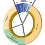¿Cuál es la fase más larga del ciclo celular?