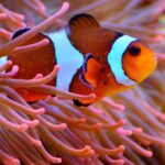 ¿Cuál es la relación simbiótica entre el pez payaso y la anémona de mar?