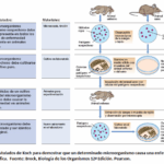 ¿Cuáles son algunas excepciones a los postulados de Koch?
