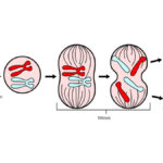 ¿Cuáles son las etapas de la mitosis?