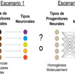 ¿Cuáles son las técnicas utilizadas en el rastreo de linaje celular?