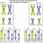 Diferencia entre alelos múltiples y rasgos poligénicos