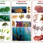 Diferencia entre algas y algas marinas