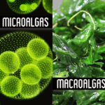 Diferencia entre algas y microalgas