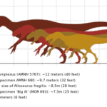 Diferencia entre Allosaurus y Tyrannosaurus