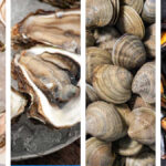 Diferencia entre almejas mejillones y ostras