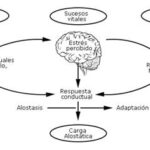 Diferencia entre alostasis y homeostasis