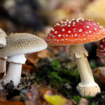 Diferencia entre Amanita muscaria y Amanita pantherina