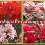 Diferencia entre Amaryllis y Hippeastrum