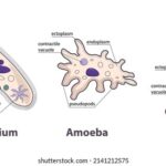Diferencia entre ameba y paramecio