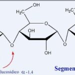 Diferencia entre amilasa y amilosa