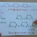 Diferencia entre amilosa y amilopectina