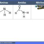 Diferencia entre amina y amida