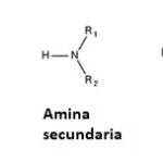 Diferencia entre aminas primarias secundarias y terciarias