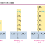 Diferencia entre aminoácidos ácidos y básicos