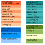 Diferencia entre aminoácidos proteinogénicos y no proteinogénicos
