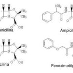 Diferencia entre ampicilina y amoxicilina